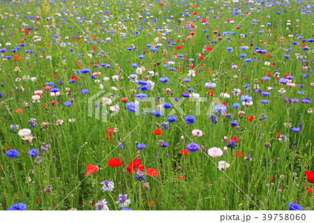春の花が群生した緑地 39758060