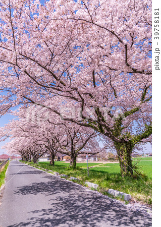 日本の春 埼玉行田市 見沼公園の桜 39758181
