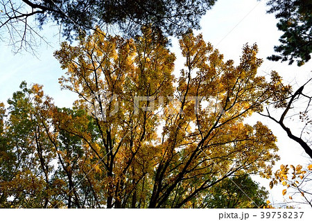 多摩川台公園の紅葉 多摩川台公園の紅葉 39758237