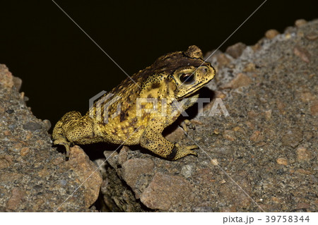 ヒキガエル ガマガエル 蟾蜍 39758344