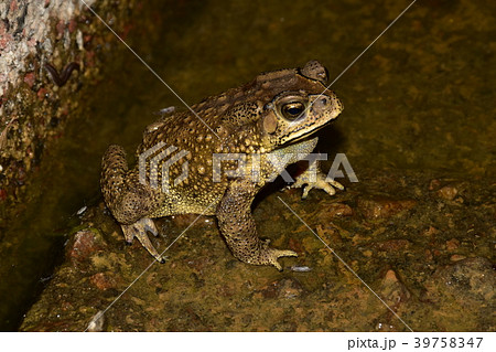 ヒキガエル ガマガエル 蟾蜍 39758347