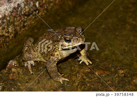 ヒキガエル ガマガエル 蟾蜍 39758348