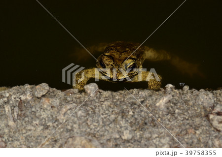 ヒキガエル ガマガエル 蟾蜍 39758355