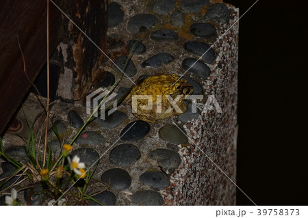 ヒキガエル ガマガエル 蟾蜍 39758373
