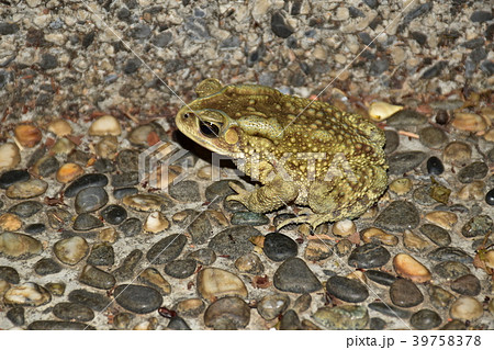 ヒキガエル ガマガエル 蟾蜍 39758378