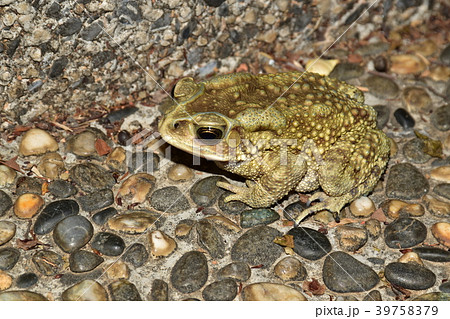 ヒキガエル ガマガエル 蟾蜍 39758379