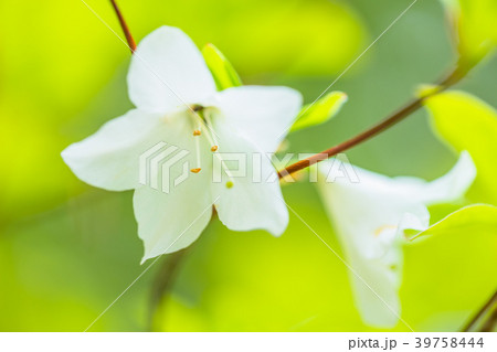シロヤシオの花 シロヤシオの花 39758444