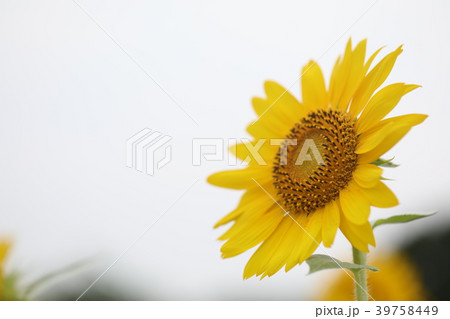 ひまわり 39758449