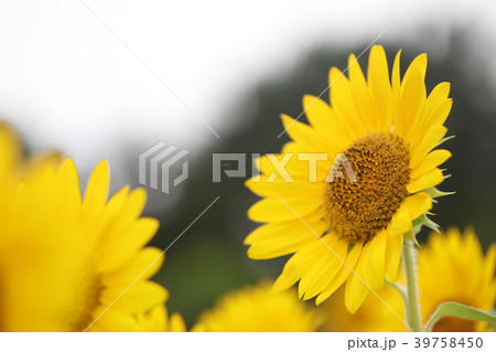 ひまわり ひまわり 39758450