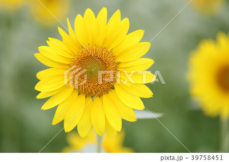 ひまわり 39758451