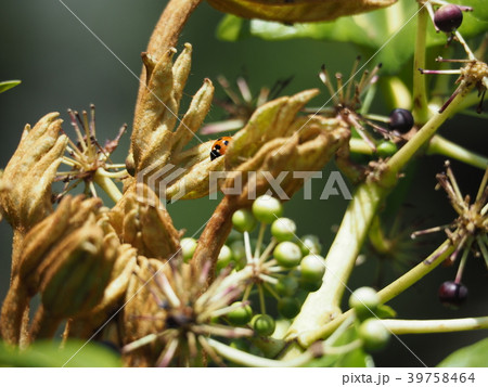 ヤツデの若葉 39758464