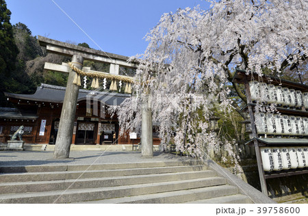 大石神社　鳥居と大石桜 39758600