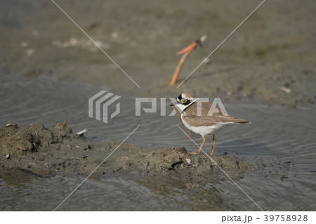 綺麗なコチドリ 綺麗なコチドリ 39758928