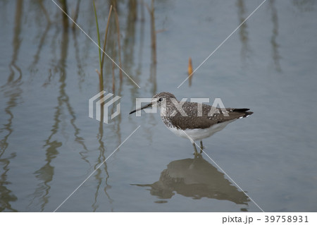 ハス田のタカブシギ ハス田のタカブシギ 39758931