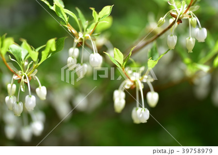 庭に咲いている白いドウダンツツジの花 39758979