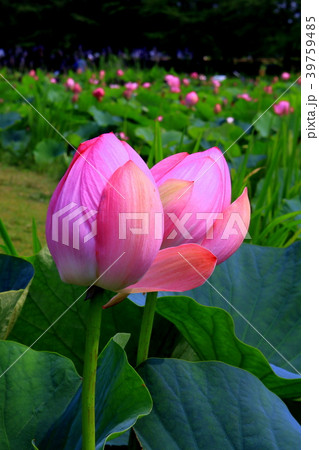 蓮の花 蓮の花 39759485