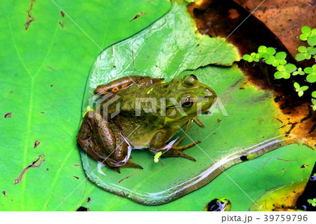 カエル 39759796