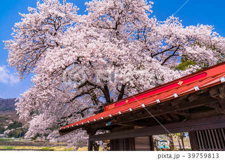 《山梨県》桜と小さな神社 39759813