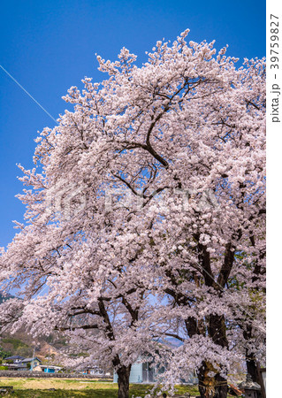 《山梨県》桜と小さな神社 39759827
