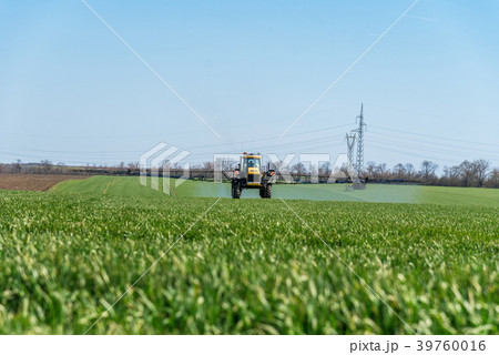 Tractor spraying wheat field. 39760016