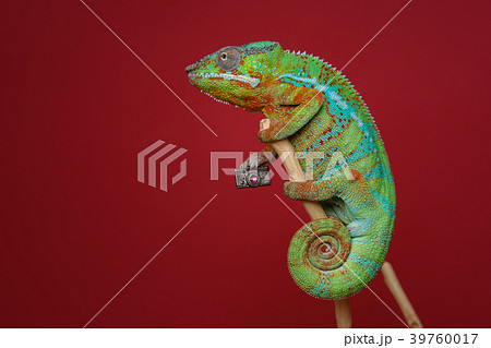 alive chameleon reptile 39760017
