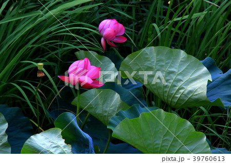 蓮の花 39760613