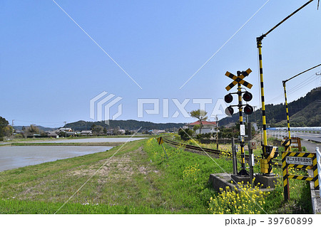 いすみ鉄道新田野駅近くの踏切と菜の花の春風景 いすみ鉄道新田野駅近くの踏切と菜の花の春風景 39760899
