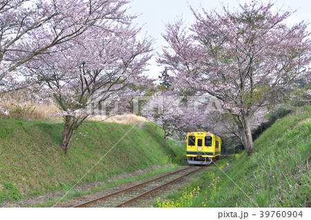 桜と菜の花の切り通しを通るいすみ鉄道 39760904