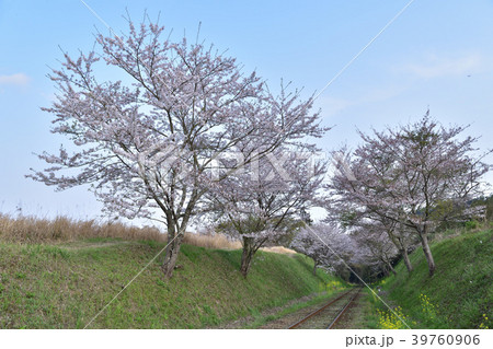いすみ鉄道・西畑~総元の桜の切り通し いすみ鉄道・西畑~総元の桜の切り通し 39760906