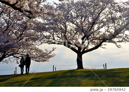 吾妻山公園頂上で満開に咲く桜の下のカップル 39760942