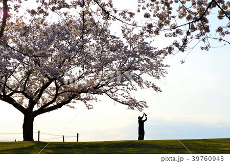 吾妻山公園頂上で満開に咲く桜の下で撮影する人 39760943