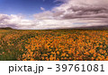 A Field of Wildflowers 39761081