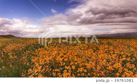 A Field of Wildflowers 39761081