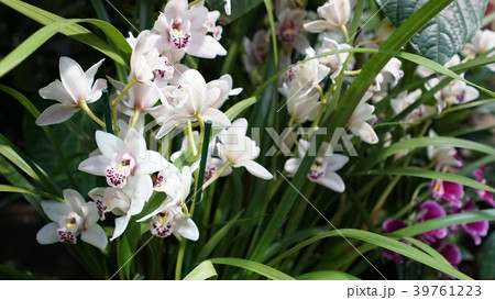 Beautiful blooming orchid flower in the garden Beautiful blooming orchid flower in the garden 39761223