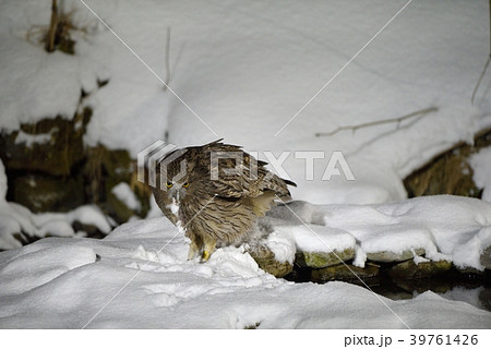 魚をくわえたシマフクロウ 魚をくわえたシマフクロウ 39761426