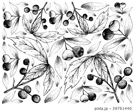 Background of Allophylus Edulis and Brush Cherries Background of Allophylus Edulis and Brush Cherries 39761440