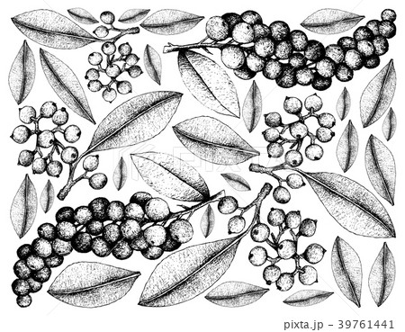 Carallia Brachiata Antidesma Thwaitesianum Fruits Carallia Brachiata Antidesma Thwaitesianum Fruits 39761441