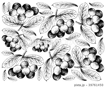 Hand Drawn Background of Fresh Acai Berries Hand Drawn Background of Fresh Acai Berries 39761450