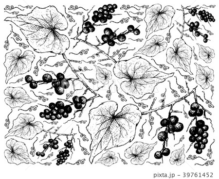 Background of Ampelocissus Martinii Fruits 39761452