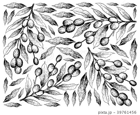 Hand Drawn Background of Fresh Brazil Plums 39761456