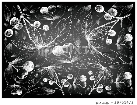 Allophylus Edulis and Brush Cherries on Chalkboard 39761473