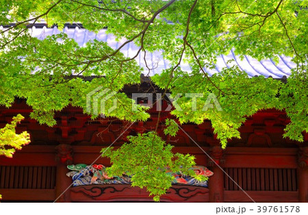 鎌倉古寺の中門を覆う新緑のもみじ 39761578