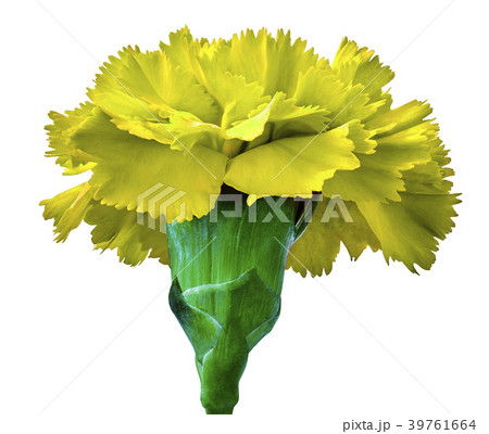 Yellow carnation flower isolated on a white  39761664