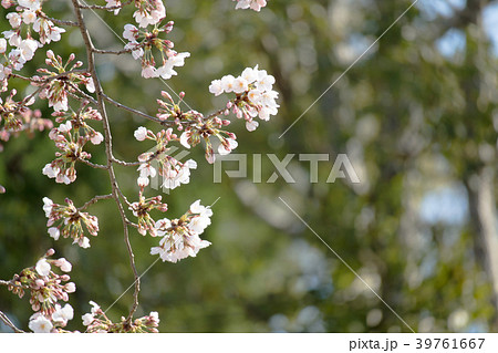 つぼみと開花したさくら 39761667