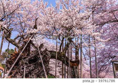 《山梨県》山高神代桜 《山梨県》山高神代桜 39761786