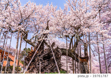 《山梨県》山高神代桜 39761787