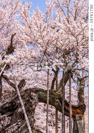 《山梨県》山高神代桜 《山梨県》山高神代桜 39761790