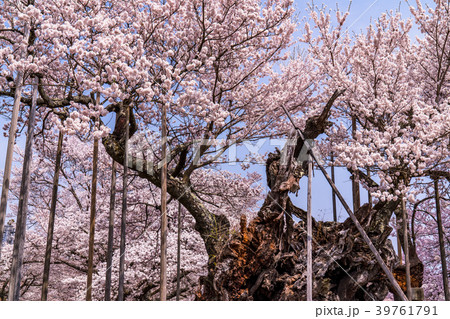 《山梨県》山高神代桜 39761791