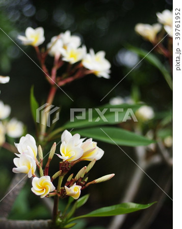 yellow white flowers of Frangipani, Plumeria yellow white flowers of Frangipani, Plumeria 39761952
