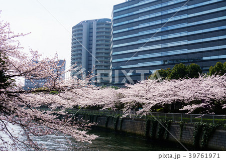 目黒川沿いの桜　大崎その８ 39761971